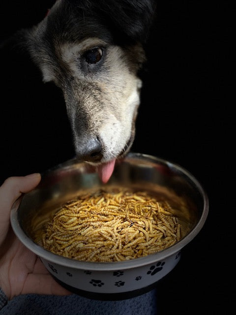 Can dogs sales eat mealworms