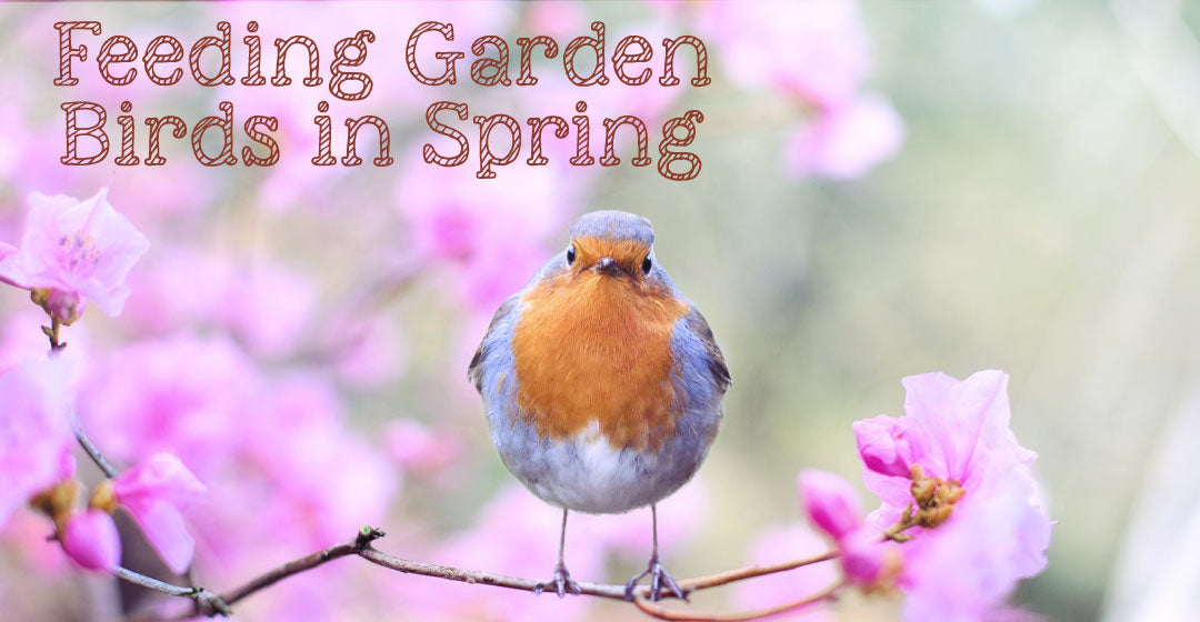 Feeding Garden Birds in Spring – Chubby Mealworms UK