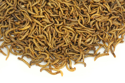 5Kg EU Grown Chubby Dried Mealworms