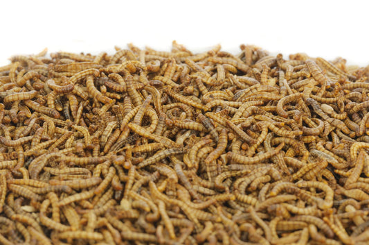 12.6Kg EU Grown Chubby Dried Mealworms