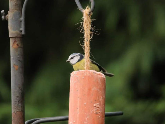 Chubby Suet Roll - Berry