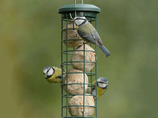 RSPB Super Suet Ball 50 Box