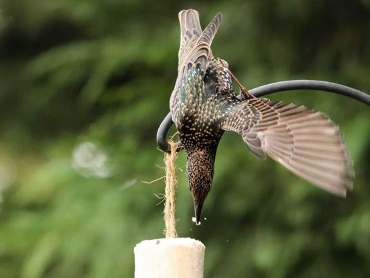 Chubby Suet Rolls - Peanut