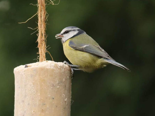 Chubby Suet Rolls - Sunflower Seeds