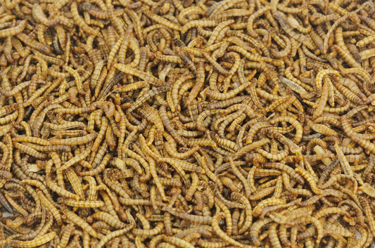 1Kg EU Grown Chubby Dried Mealworms